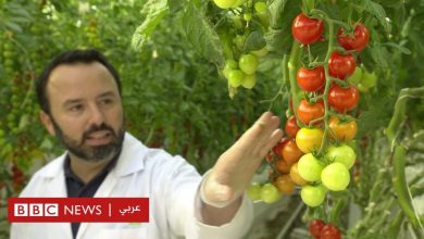 Photo of الإمارات تستخدم التكنولوجيا في زراعة الطماطم