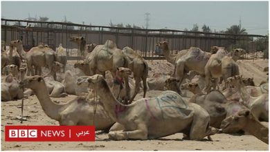 Photo of سوق برقاش بمصر: تعذيب الجمال “حتى تخر أرضا بدمائها”