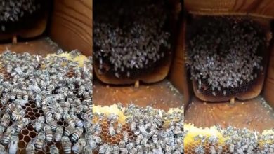 Photo of بالفيديو لأول مرة النحل يموت في | جريدة الأنباء