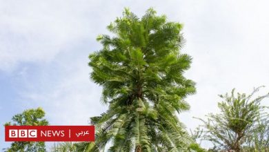 Photo of مهمة غير مسبوقة لإنقاذ أشجار نادرة “تعود إلى عصر الديناصورات”