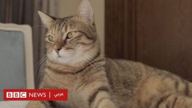 Photo of قطط مصر: هل يحمي الصوت البشري قطط الشوارع من الأذى؟