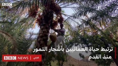 Photo of سلطنة عمان: مزارعون يجنون تمورهم على طرق أجدادهم؟