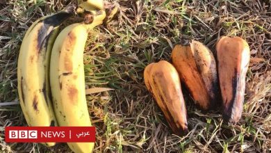 Photo of التغير المناخي: الموز المزيف غذاء قد ينقذ العالم في مواجهة ارتفاع حرارة الأرض