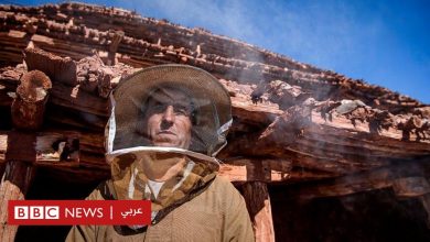 Photo of تغير المناخ: أين اختفى نحل العسل في المغرب؟
